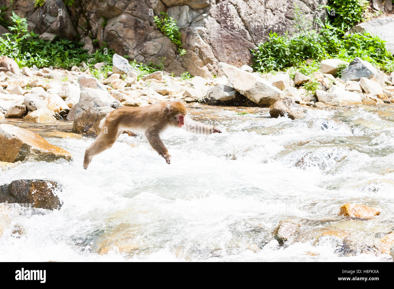 Jigokudani Monkey Park, Yudanaka, Japan. An adult Japanese macaque (Macaca fuscata) leaps across a river. Stock Photo