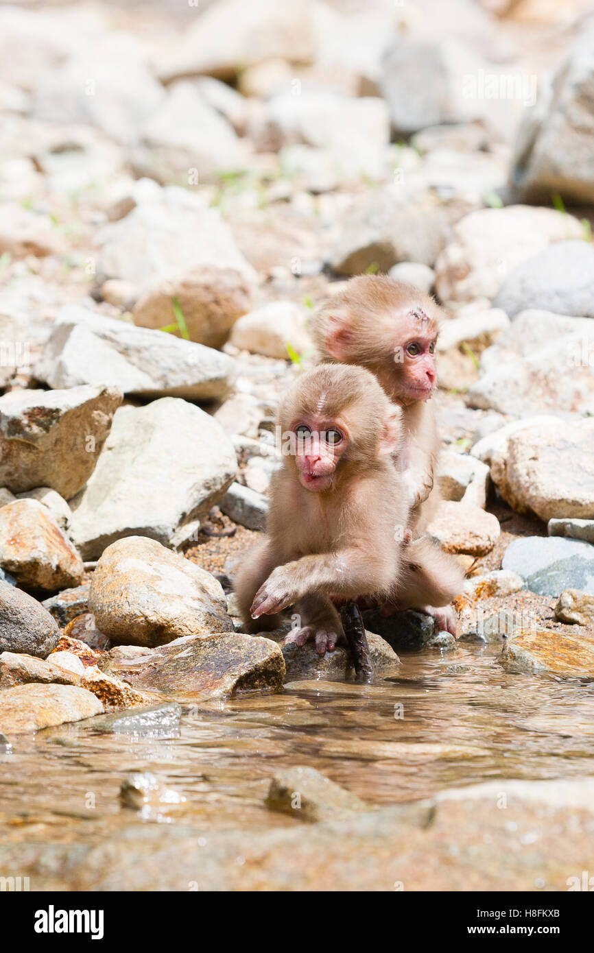 Baby japanese macaques hi-res stock photography and images - Alamy