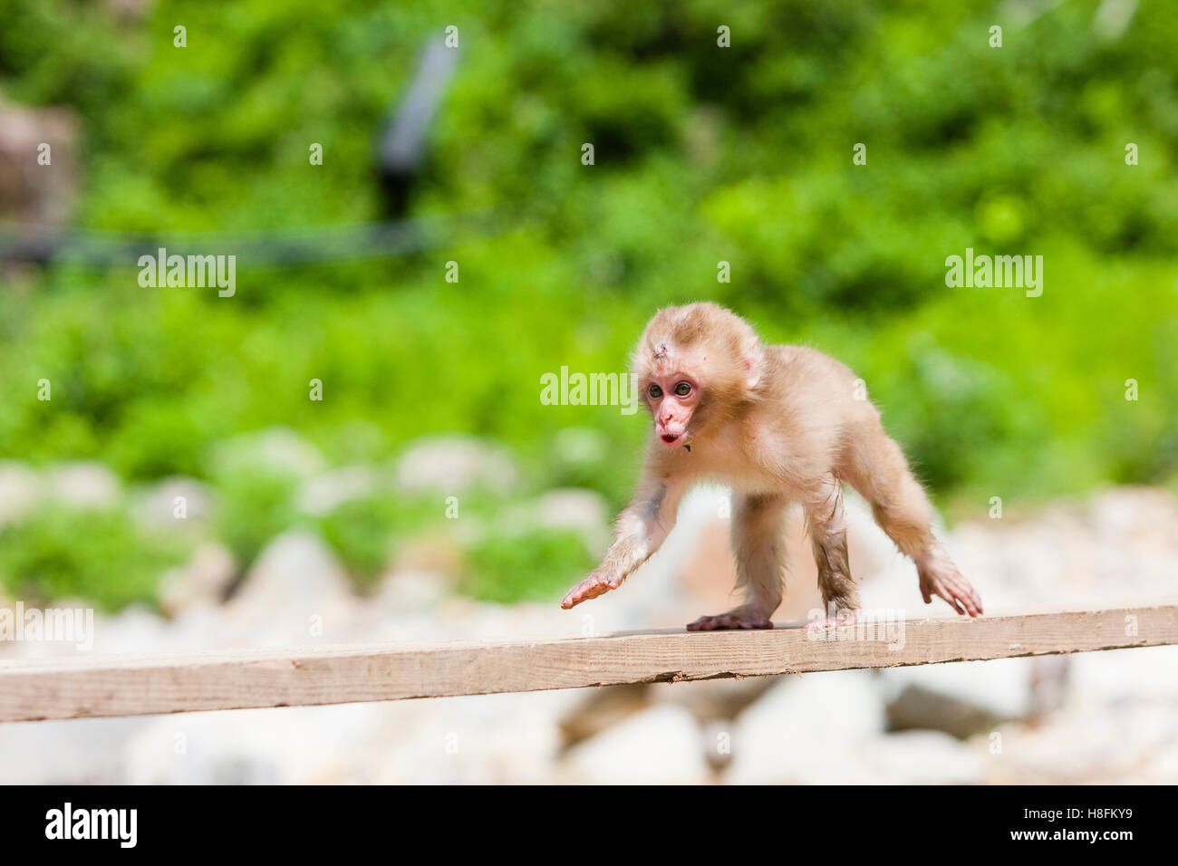 Jigokudani Monkey Park, Yudanaka, Japan. A very young Japanese macaque (Macaca fuscata) scampers across a piece of wood Stock Photo