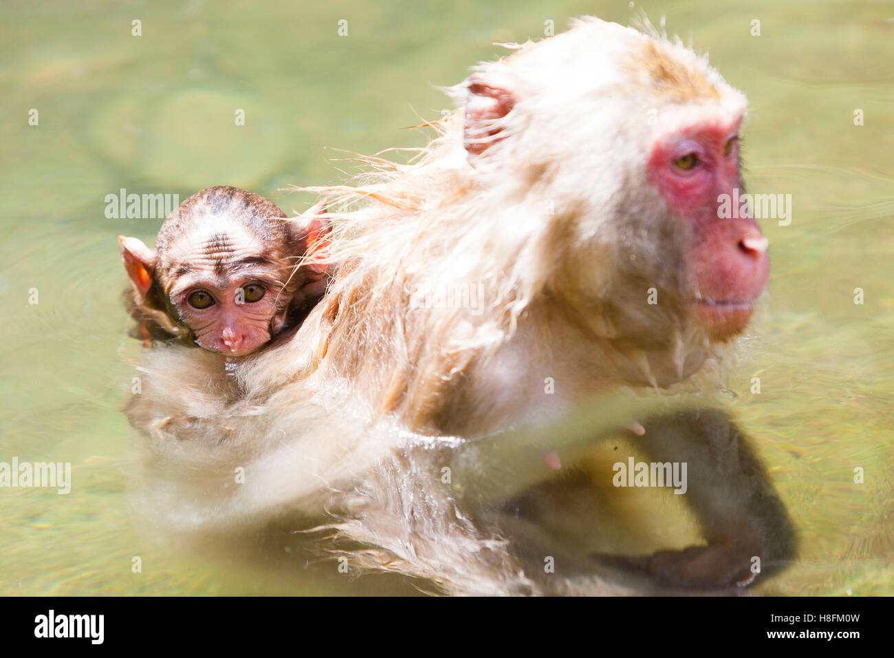 Jigokudani Monkey Park, Yudanaka, Japan. A very young Japanese macaque (Macaca fuscata) strives to keep its head above water Stock Photo