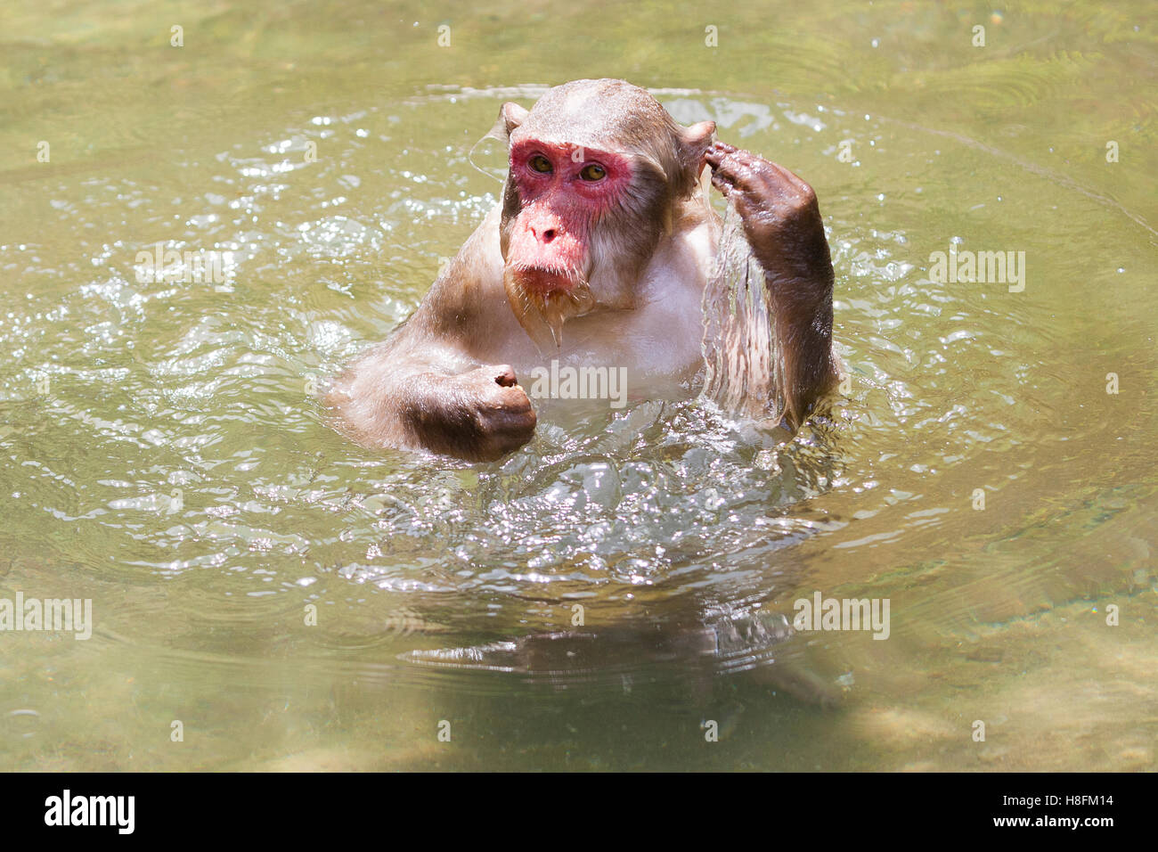 Jigokudani Monkey Park, Yudanaka, Japan. A Japanese (Macaca fuscata) appears to clear the water from its ears Stock Photo