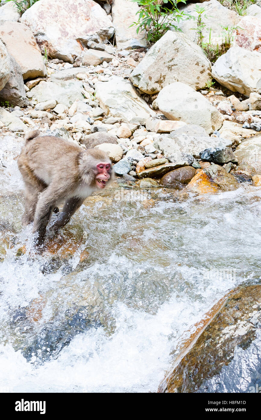 Jigokudani Monkey Park, Yudanaka, Japan. A Japanese macaque (Macaca fuscata) bares its teeth as it leaps across a river. Stock Photo