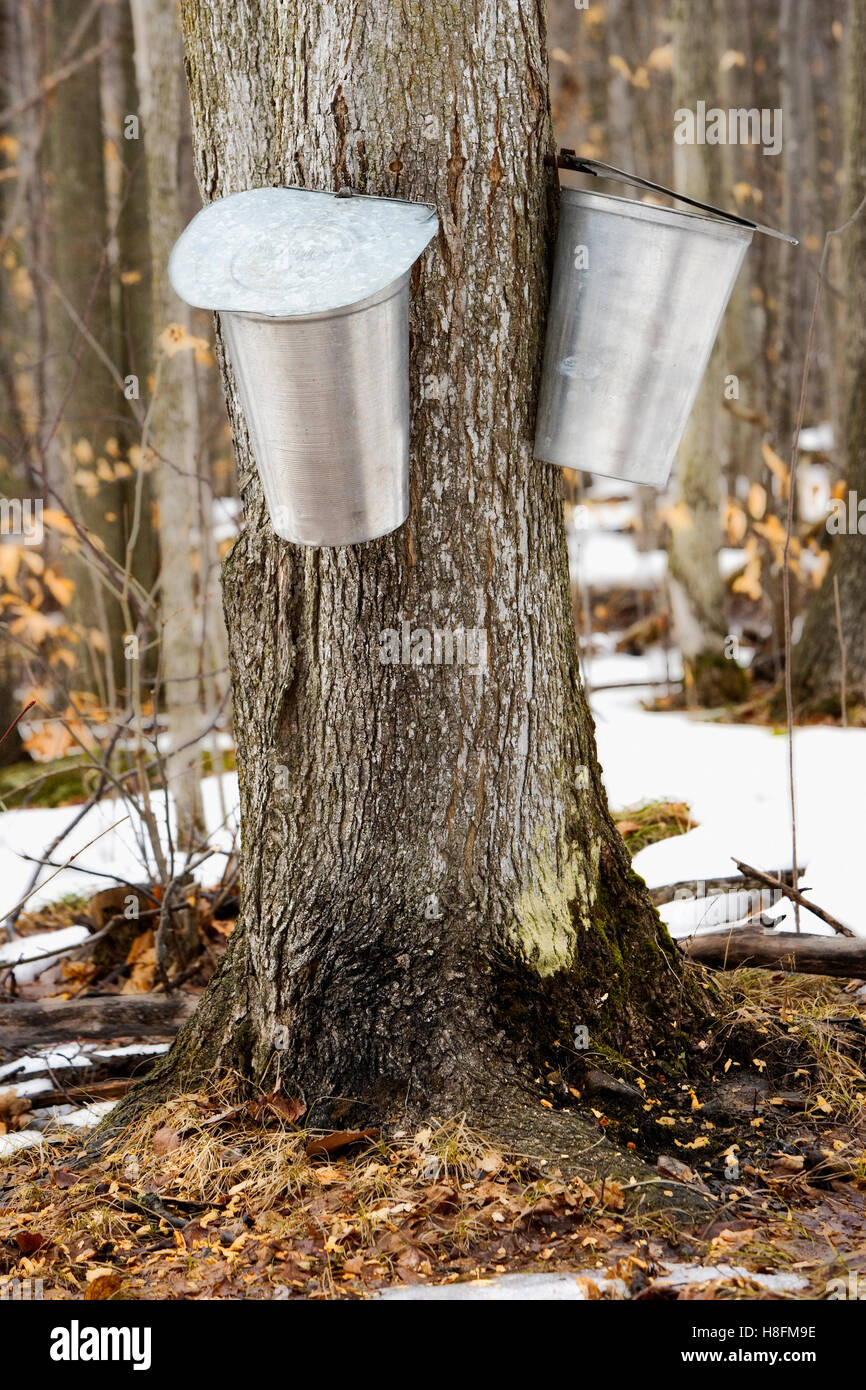 Sap cans on maple tree during syrup harvest Stock Photo - Alamy