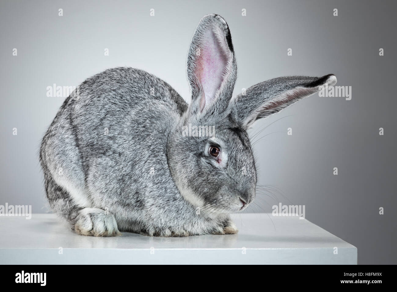European rabbit or common Stock Photo - Alamy