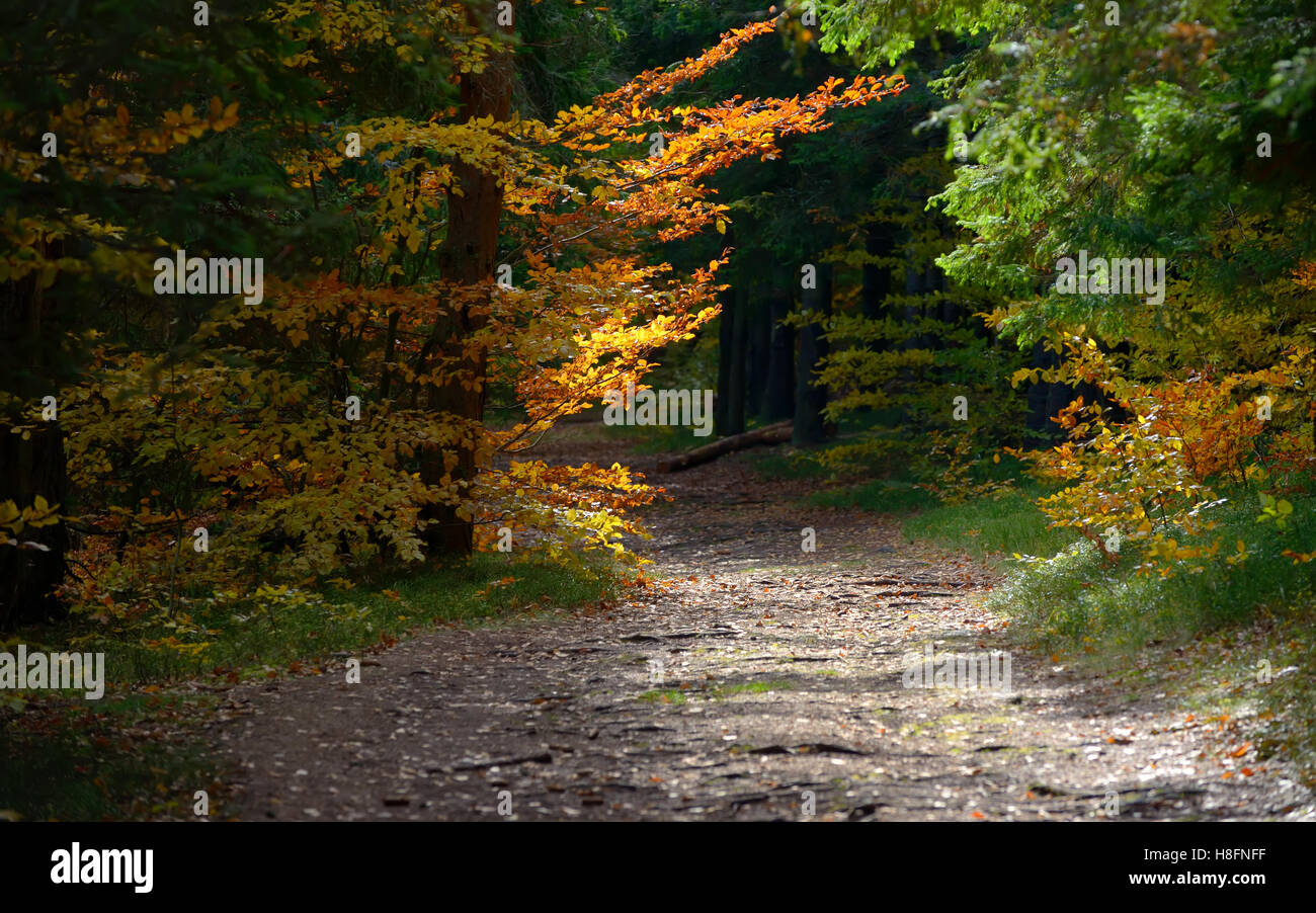 Hidden Forest Path in Autumn season Stock Photo