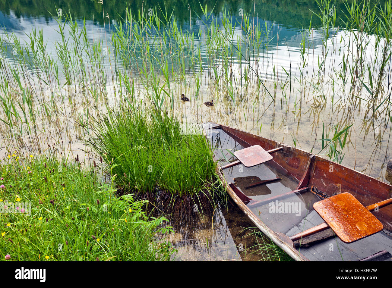 old rowing boat lies in the reed on the lakeside Stock Photo - Alamy