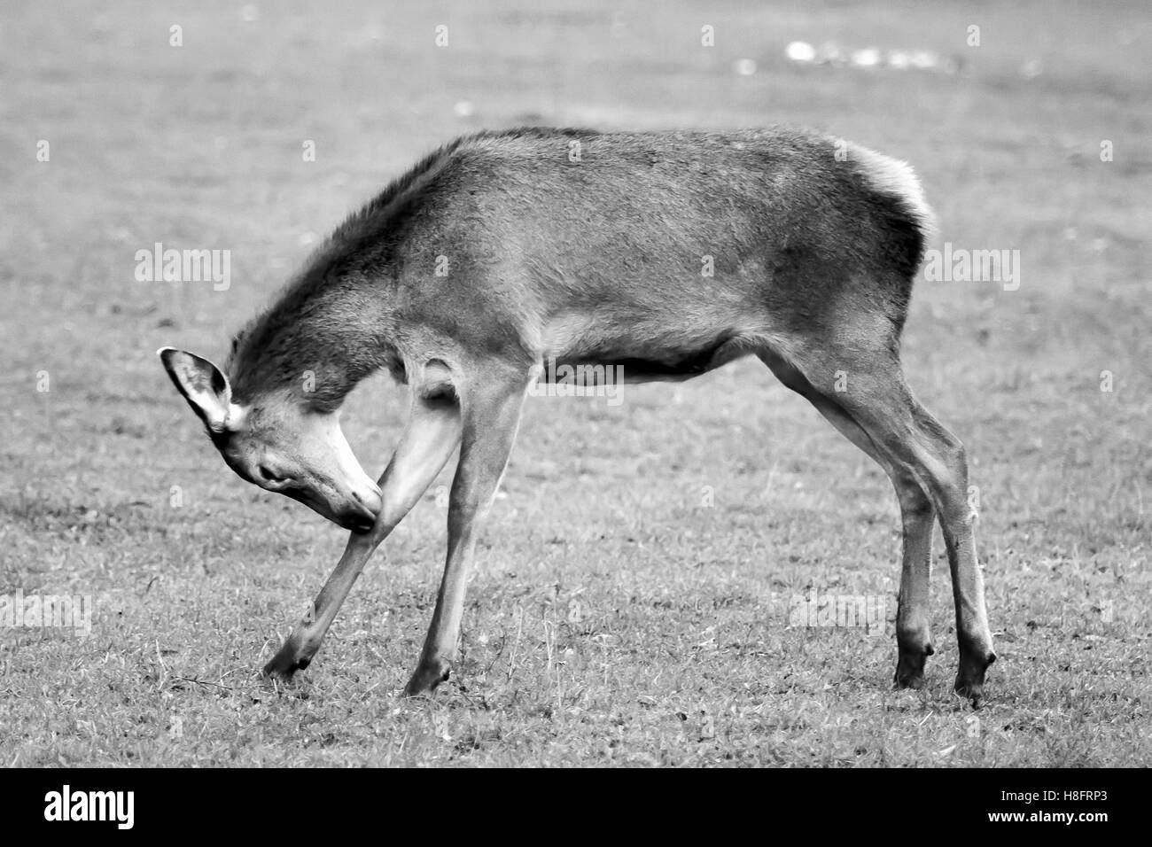 The little deer playing on the prairie. Stock Photo