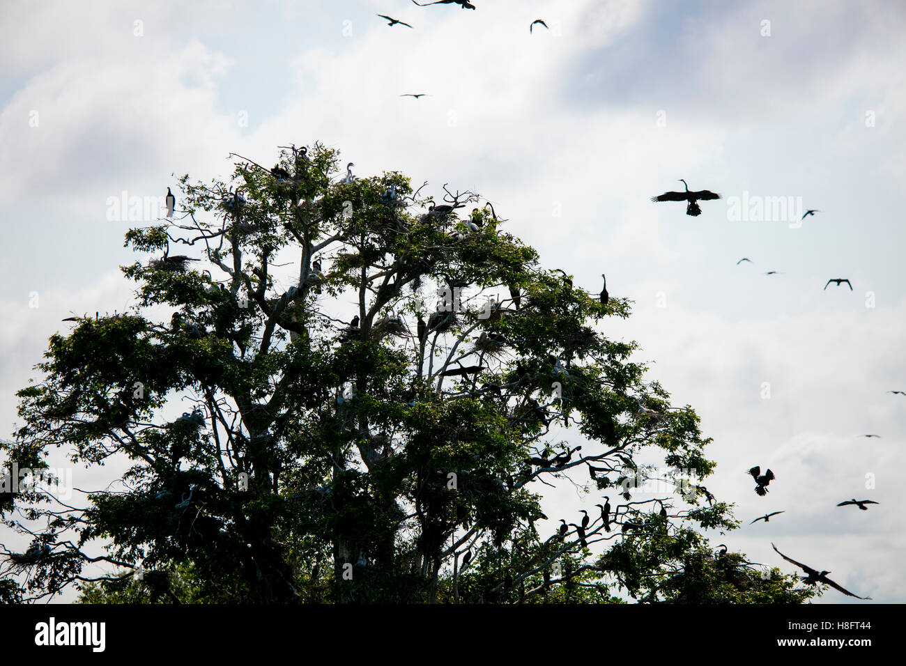Prek Toal Bird Sanctuary, Tonle Sap Lake, Cambodia Stock Photo