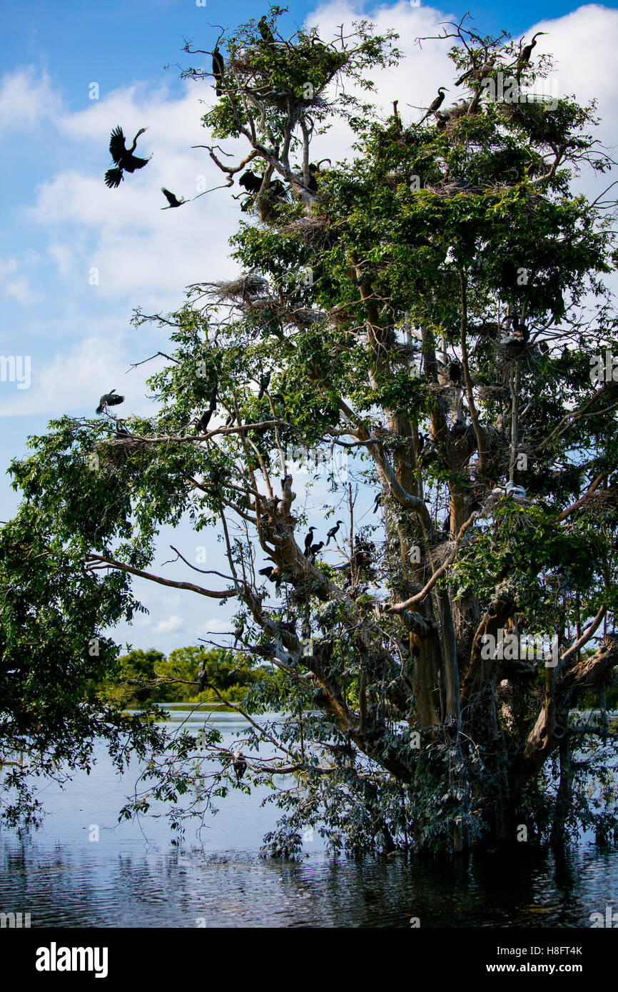 Prek Toal Bird Sanctuary, Tonle Sap Lake, Cambodia Stock Photo