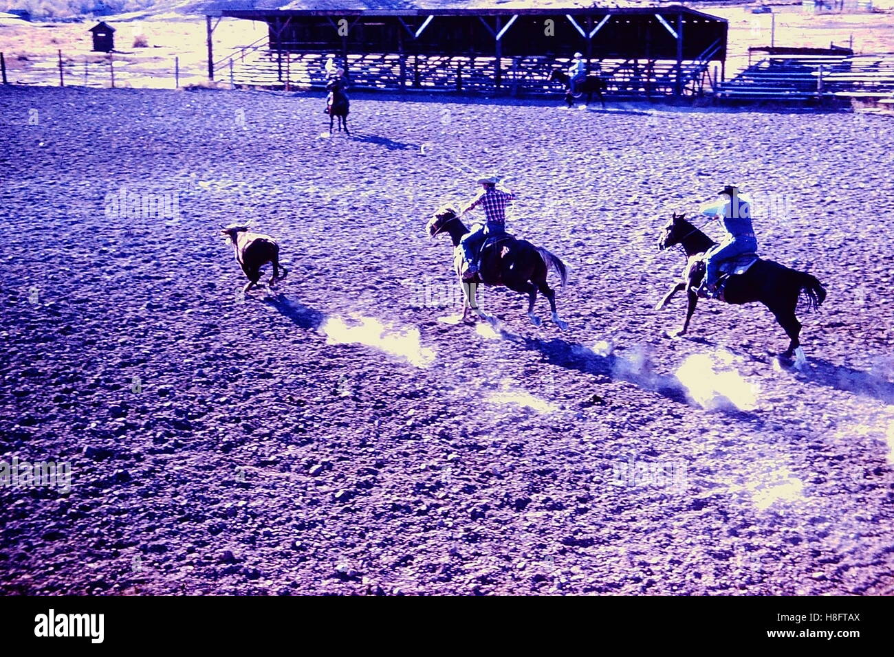 Rodeo roping cattle Stock Photo Alamy