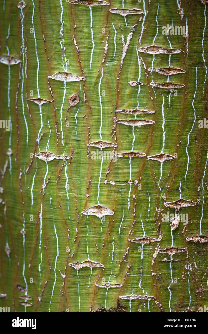 Davids Maple, Snake Bark Maple ( Acer davidii) Stock Photo