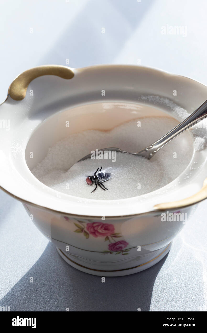 Sugar Bowl Infested with a Housefy, USA Stock Photo