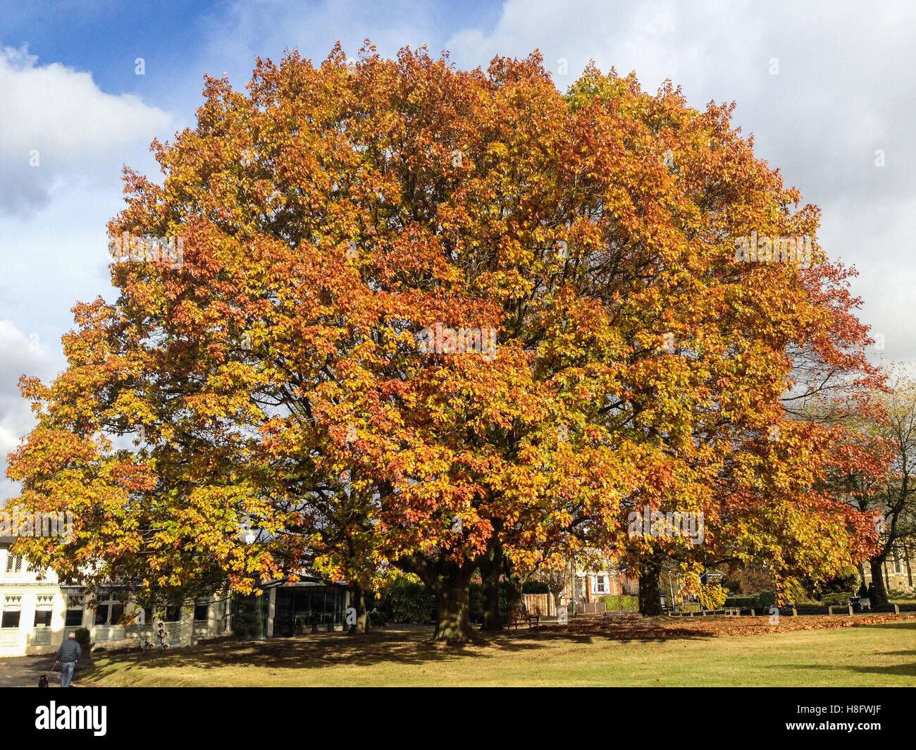 Large wide sycamore tree in autumn, winter in the sunshine with red and