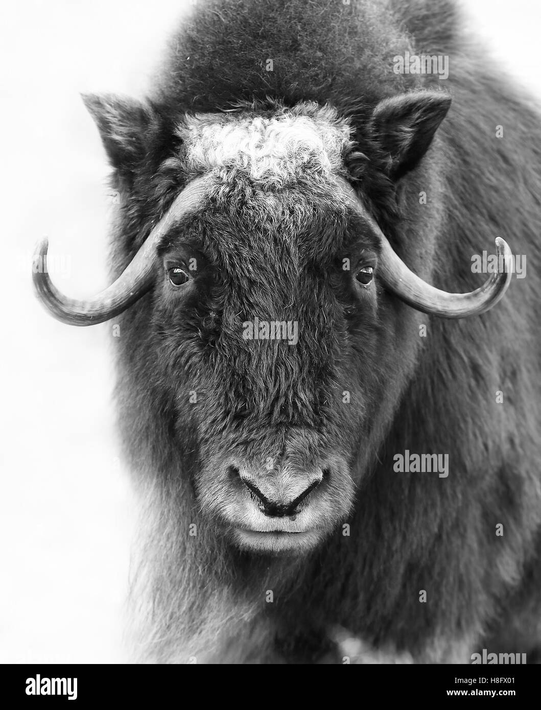 Muskox closeup in winter in black and white in Canada Stock Photo