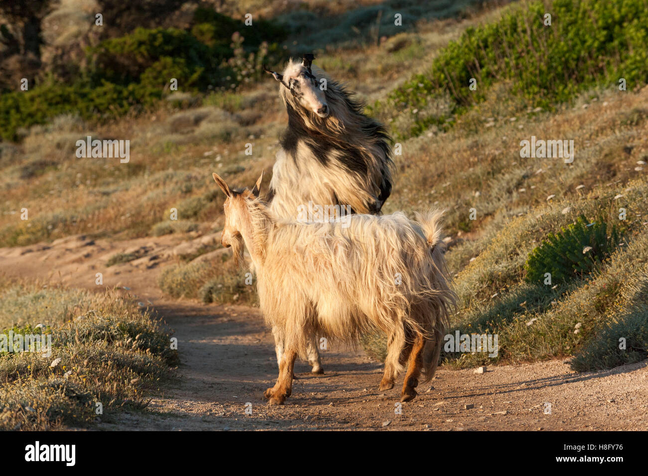 Italy, Sardinia, wild goats at the Capo Testa, goats (Capra) are a ...