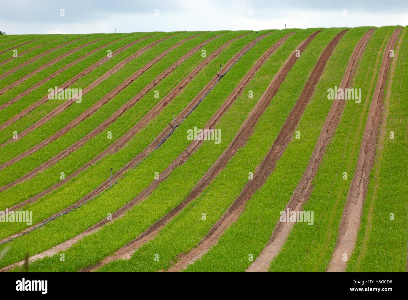 Green lines field fields row rows irrigation system trenches ...