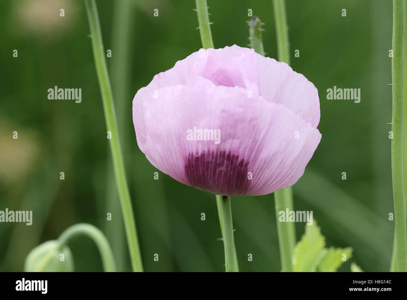 Opium poppy flower hi-res stock photography and images - Alamy