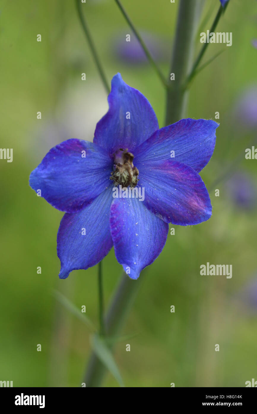 Larkspur, Delphinium elatum, blossom, close up Stock Photo - Alamy