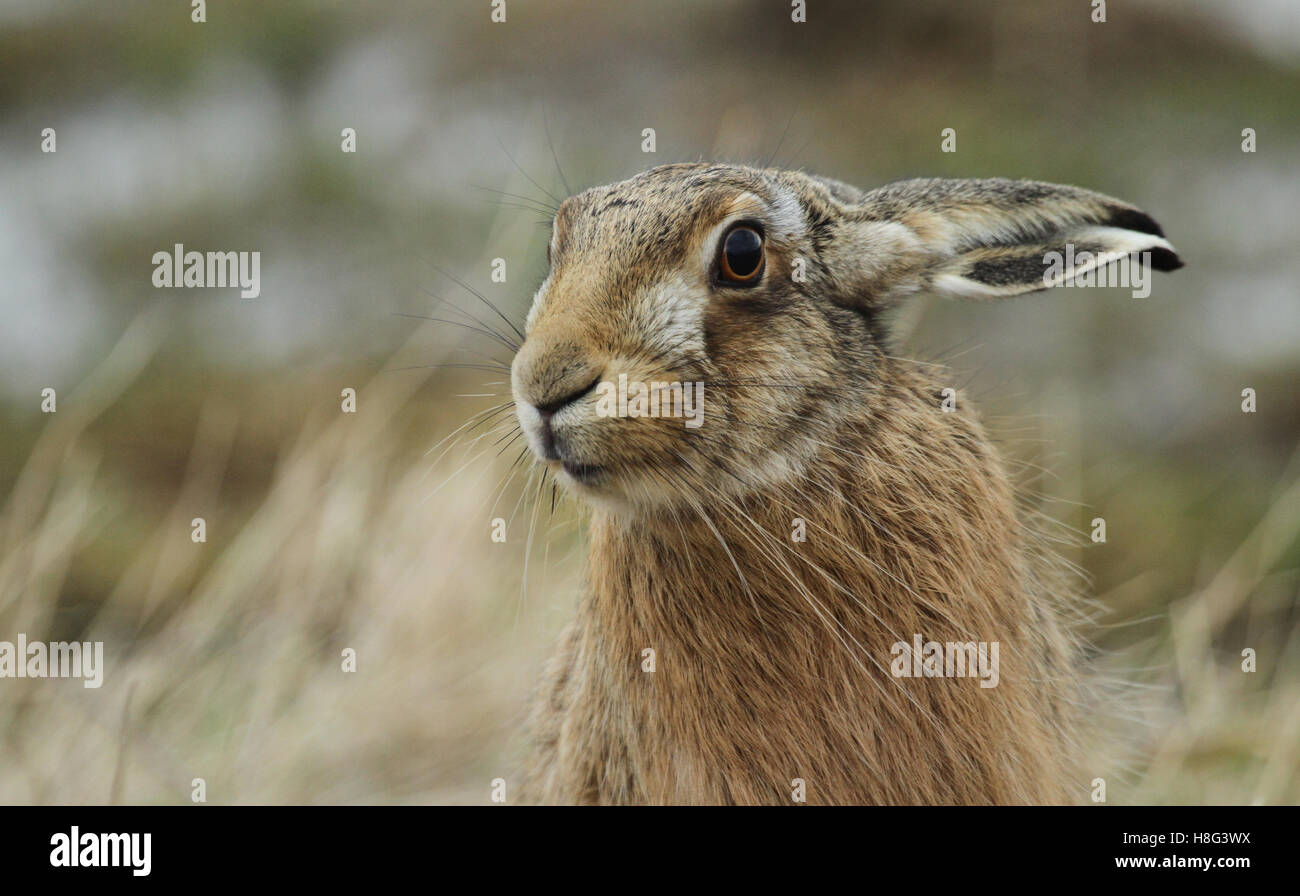 A Brown Hare (Lepus europaeus) headshot. Stock Photo