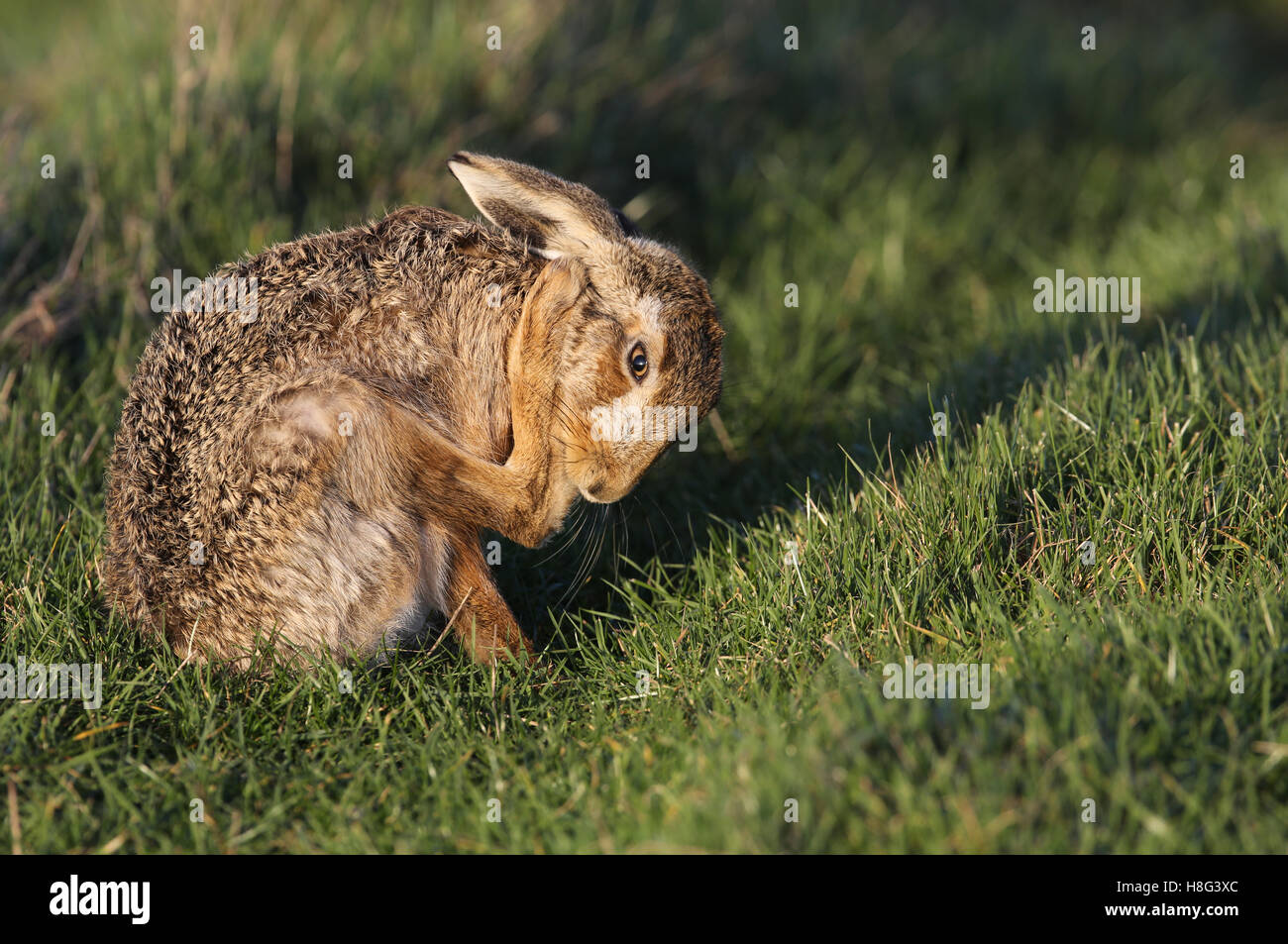 A Brown Hare (Lepus europaeus) cleaning its foot in a field. Stock Photo