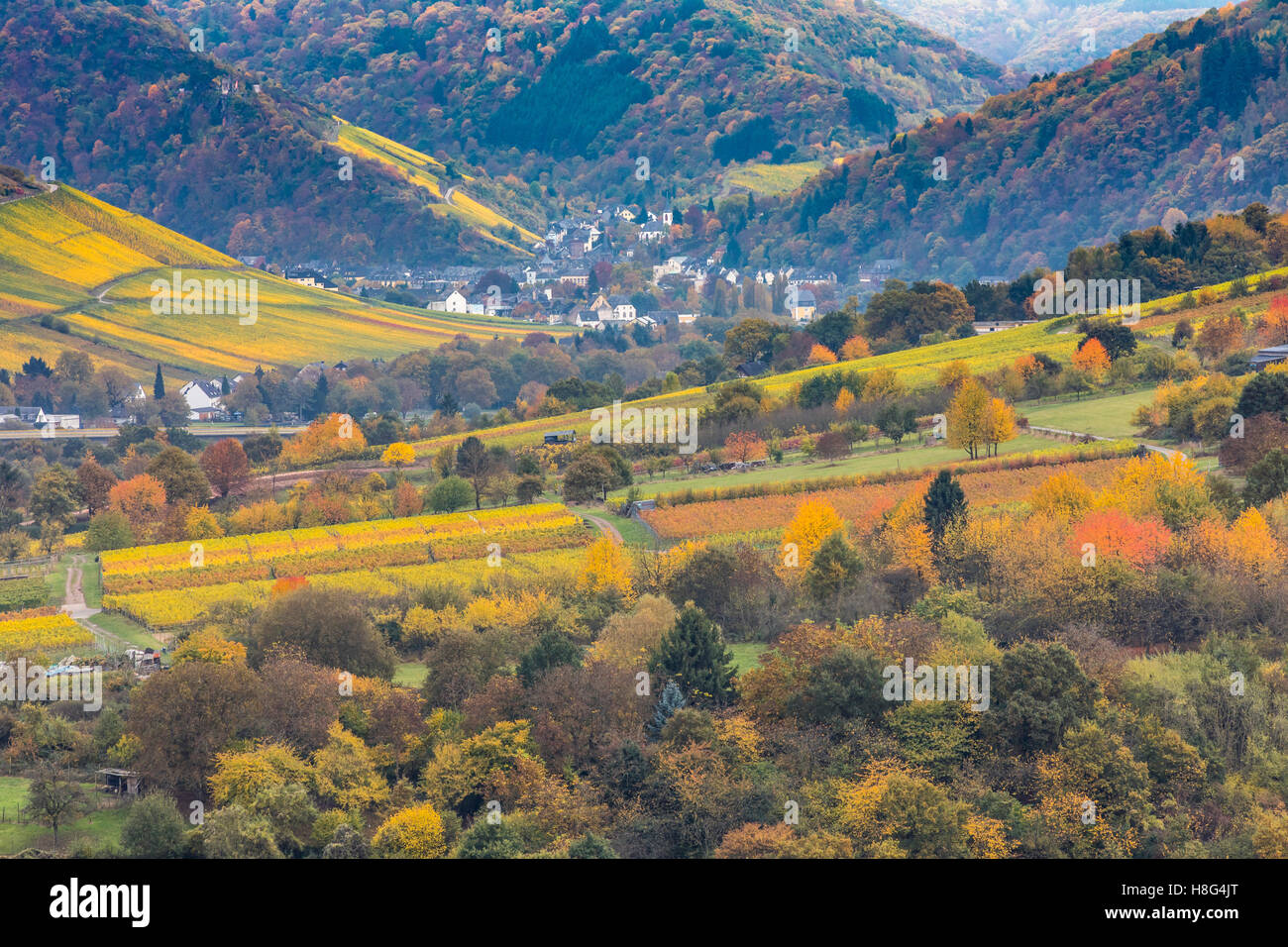 Moselle valley, near the village of Wolf, Germany, in fall, vineyards, Stock Photo