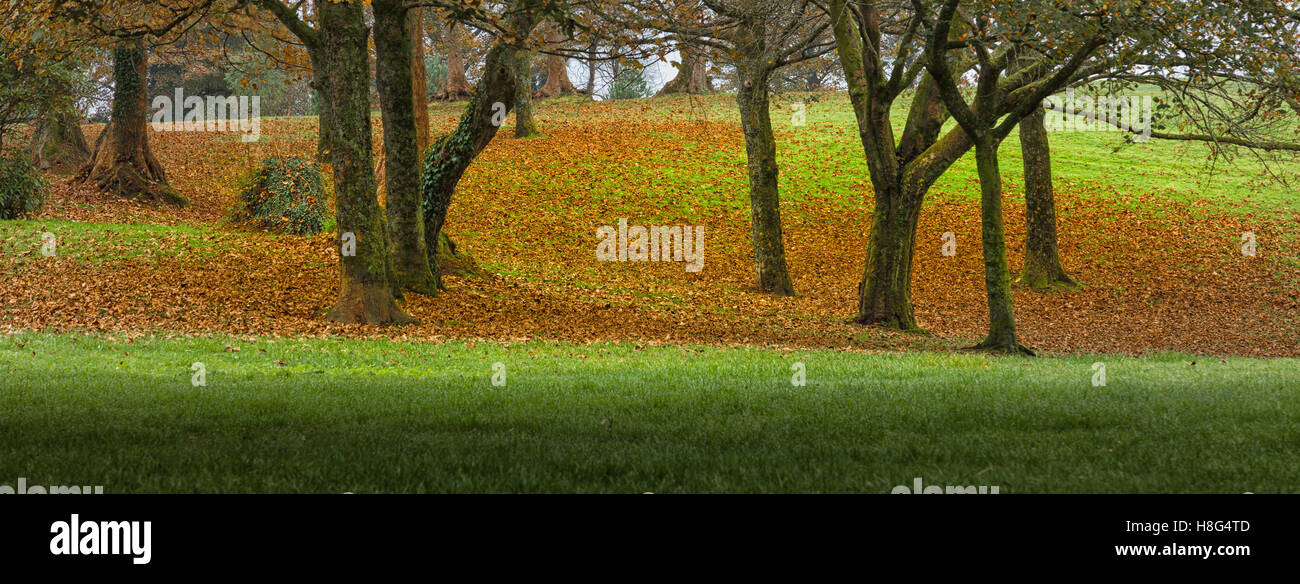 Autumn greens and orange Stock Photo