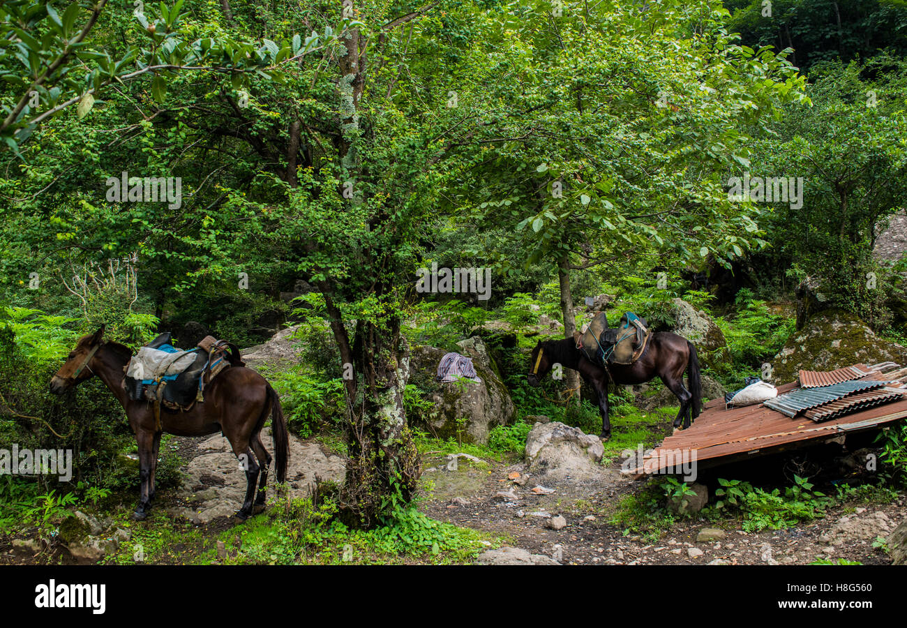 Horses In Jungle Stock Photo Alamy