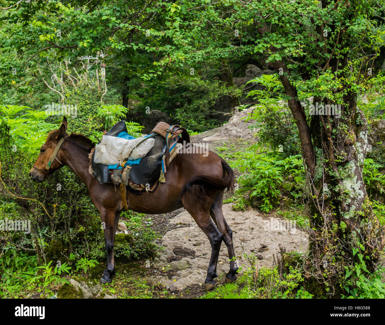 horse in a jungle Stock Photo Alamy