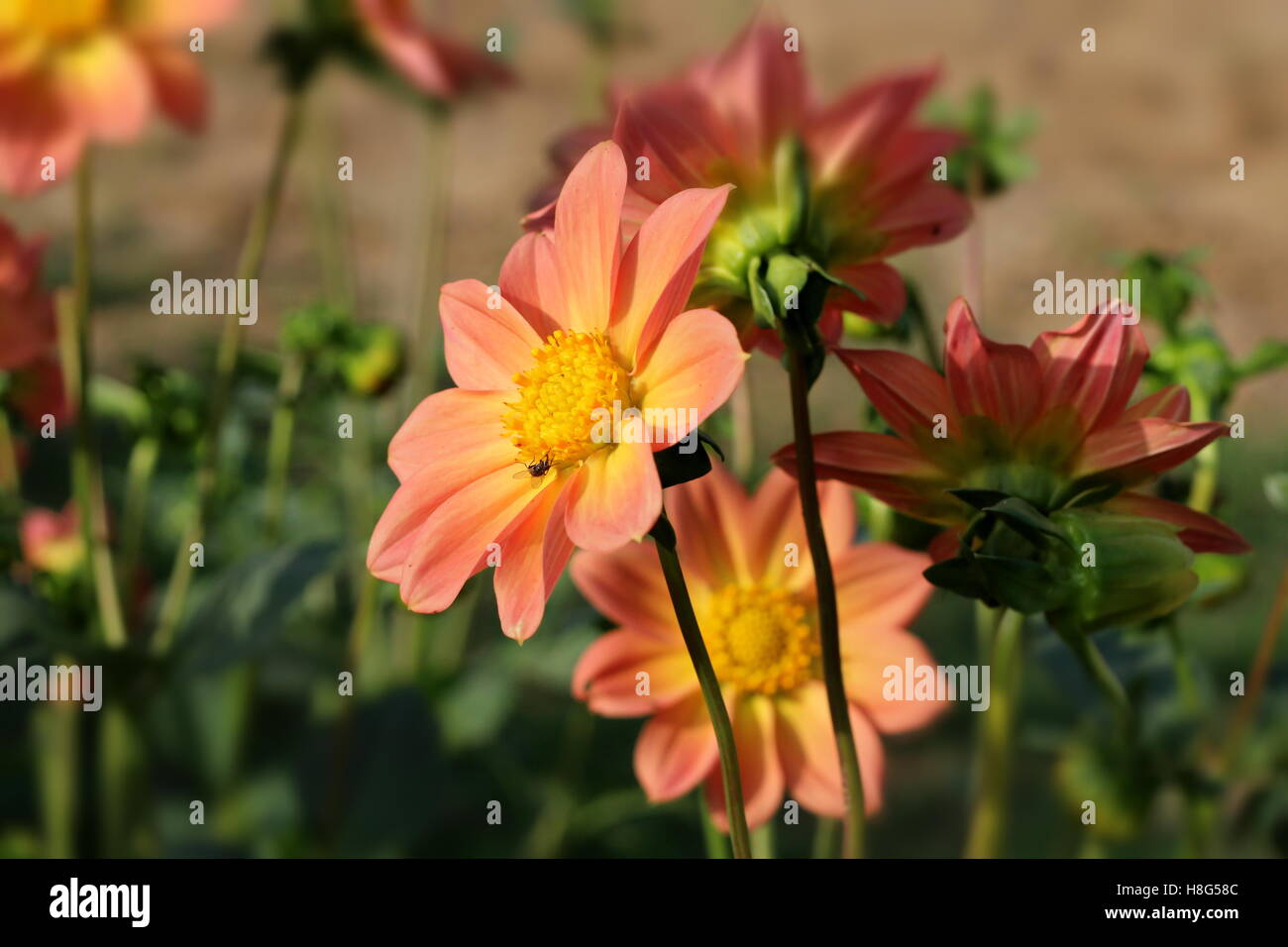 Flower in park Stock Photo - Alamy