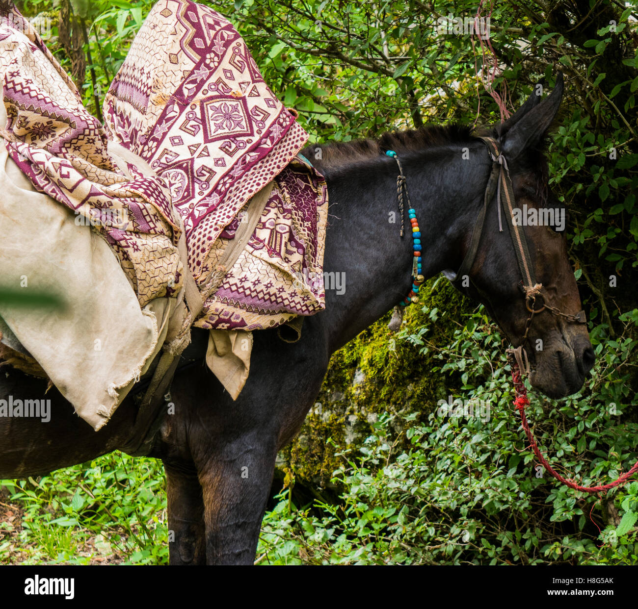 Jungle Horse High Resolution Stock Photography And Images Alamy