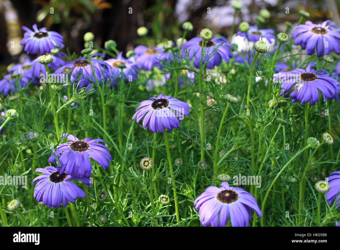 Flower in park Stock Photo - Alamy
