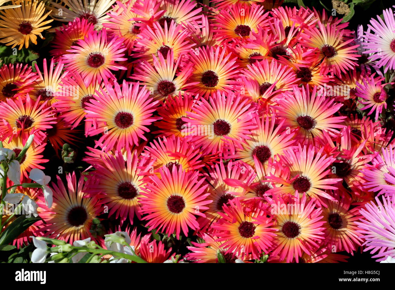 Flower in park Stock Photo - Alamy