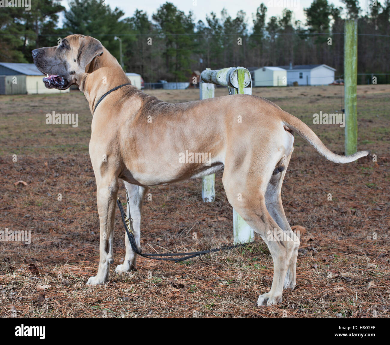 Brown great Dane on a farm with its mouth open Stock Photo Alamy