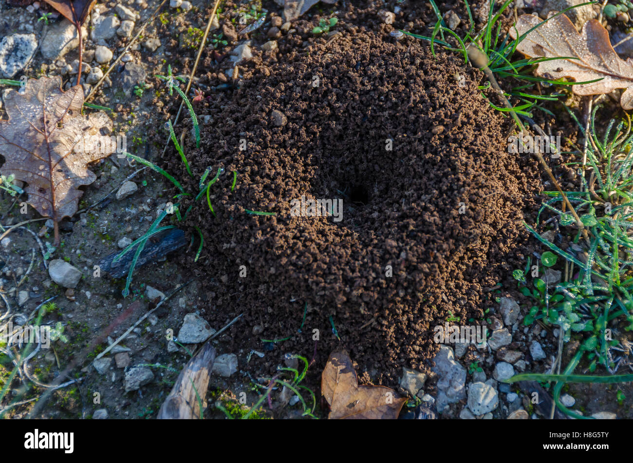 Fourmiliere Foret De Sainte Baume Var France Stock Photo Alamy