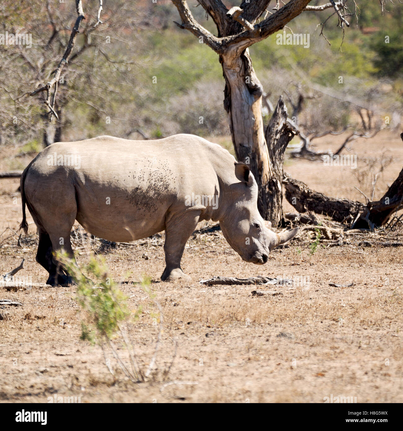 blur in south africa kruger wildlife nature reserve and wild rhinoceros Stock Photo Alamy