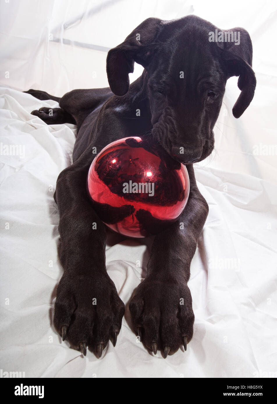 Black great Dane puppy that is getting serious about eating an ornament Stock Photo Alamy