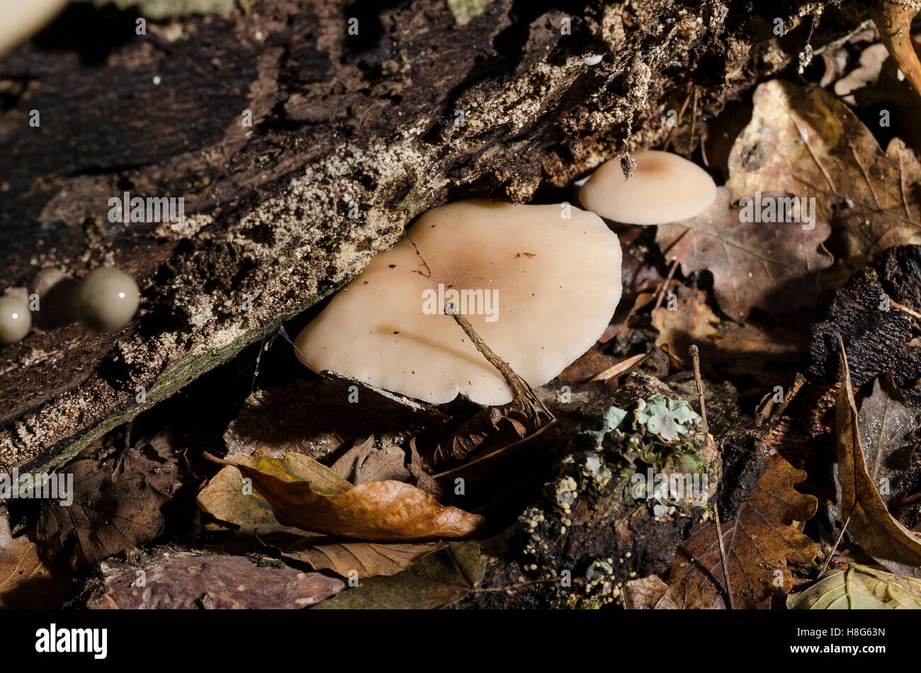 Champignon lamelles hires stock photography and images Alamy — free download