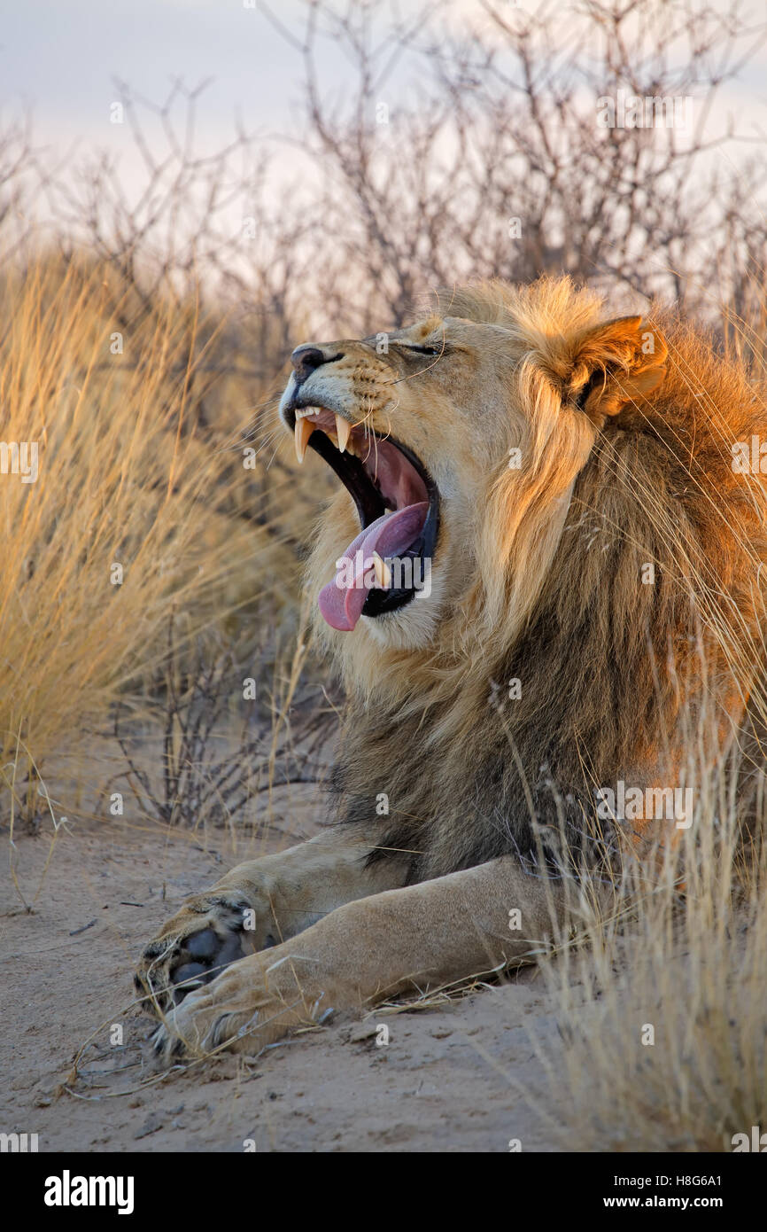 Yawning big male African lion (Panthera leo) in early morning light, Kalahari desert, South Africa Stock Photo