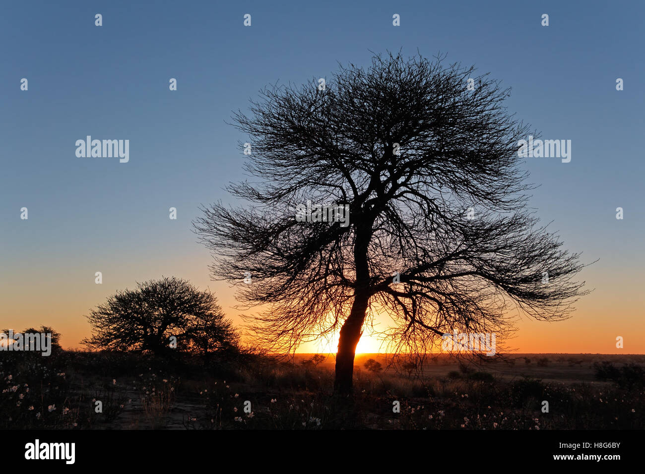 Sunset with silhouetted African thorn tree, Kalahari desert, South Africa Stock Photo
