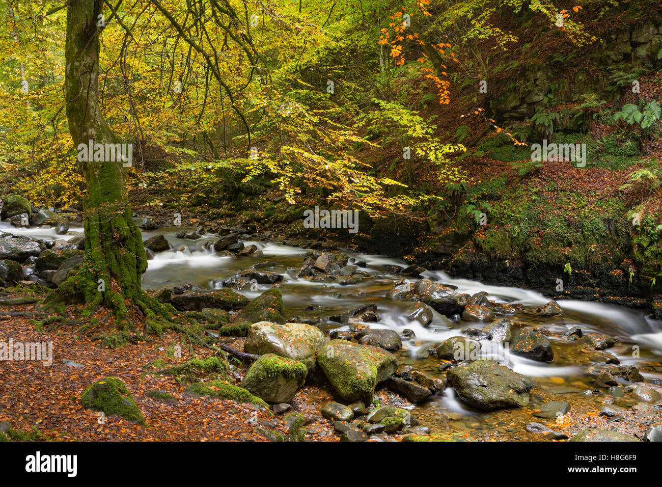 A beech stands on the side of Moness Burn in The Birks of Aberfeldy, Perthshire, Scotland, in Autumn. Stock Photo