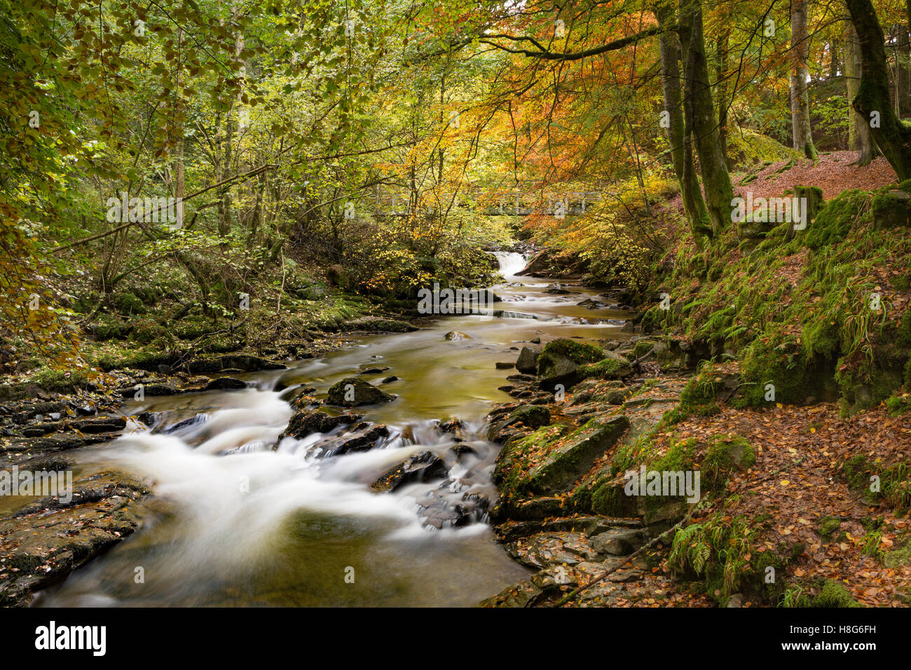 The Autumn colours of the leaves on the Beech trees at The Birks of Aberfeldy, Perthshire, Scotland. Stock Photo