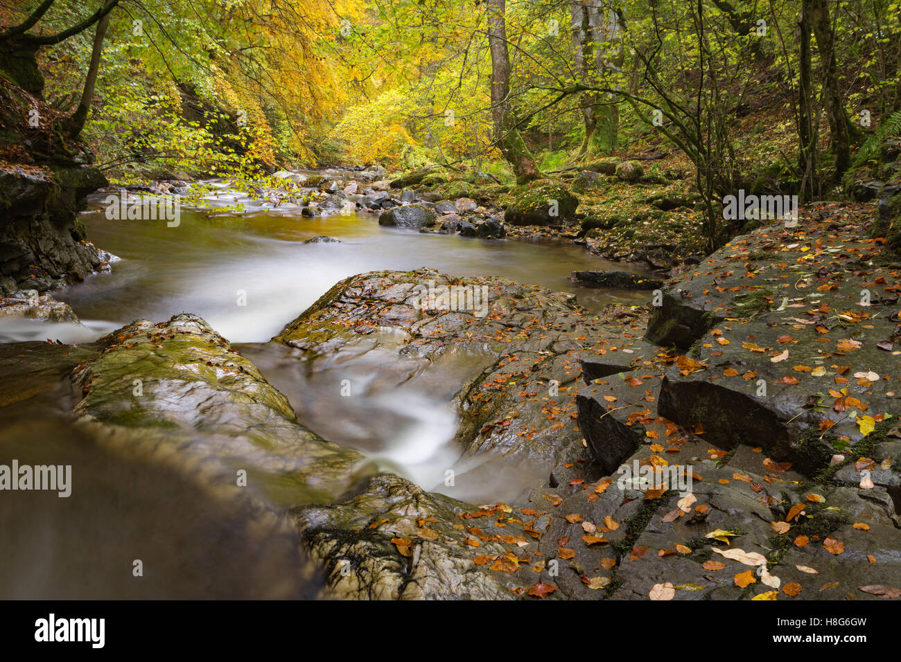 The Birks of Aberfeldy along the Moness Burn in Perthshire, Scotland, is an explosion of colour in Autumn. Stock Photo