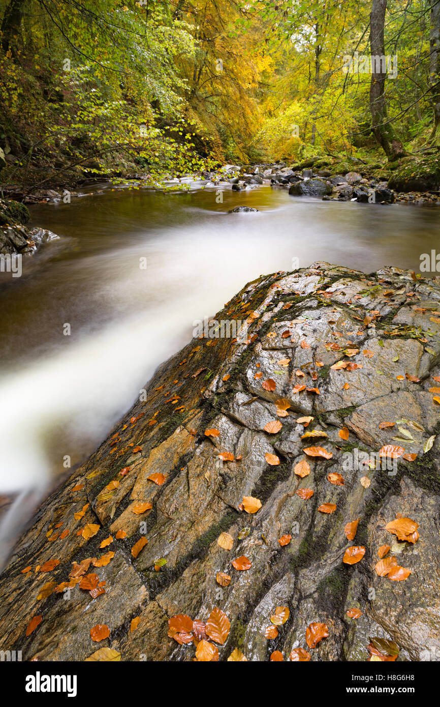 The Birks of Aberfeldy along the Moness Burn in Perthshire, Scotland, is an explosion of colour in Autumn. Stock Photo