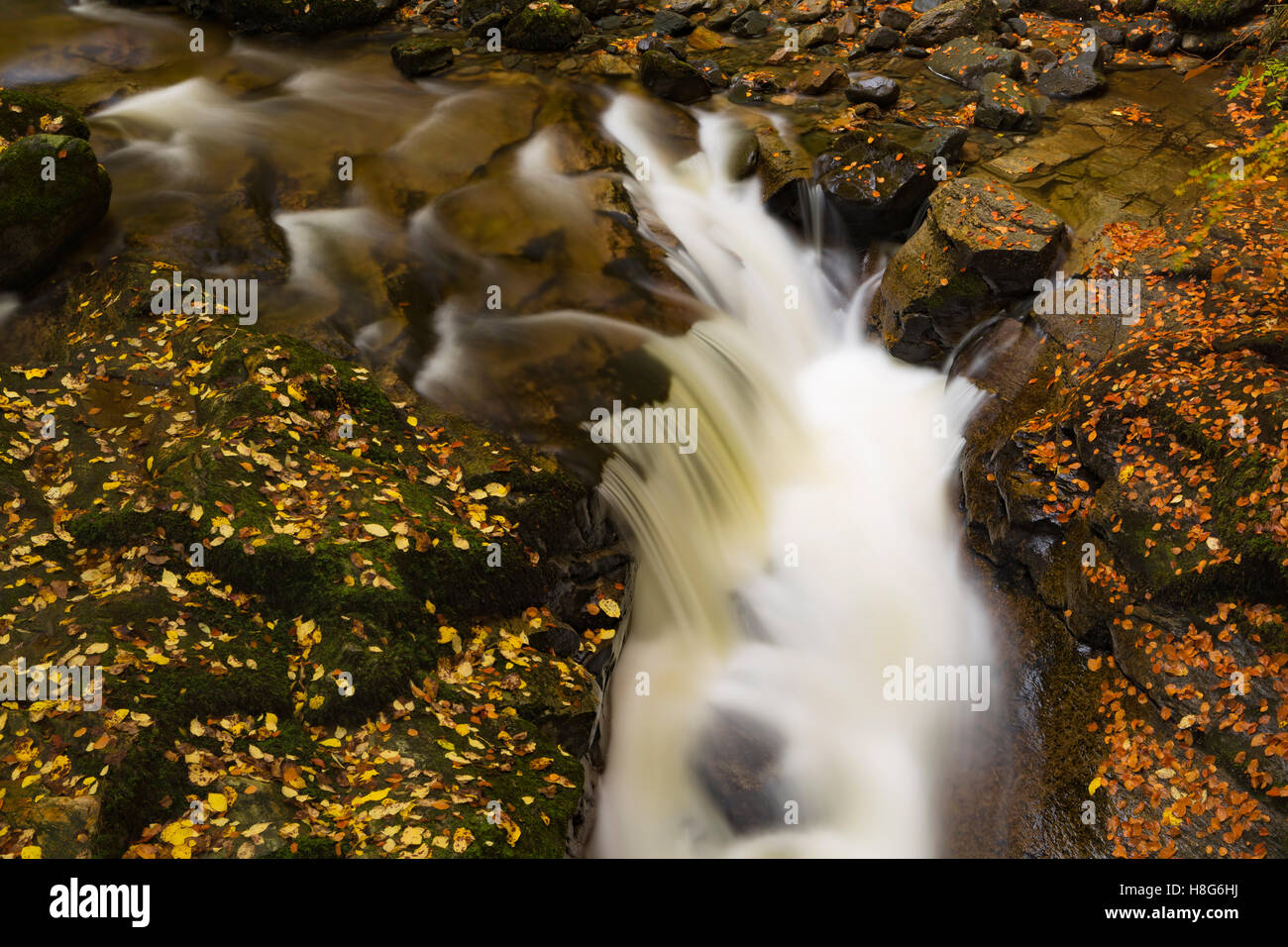 The Birks of Aberfeldy along the Moness Burn in Perthshire, Scotland, is an explosion of colour in Autumn. Stock Photo