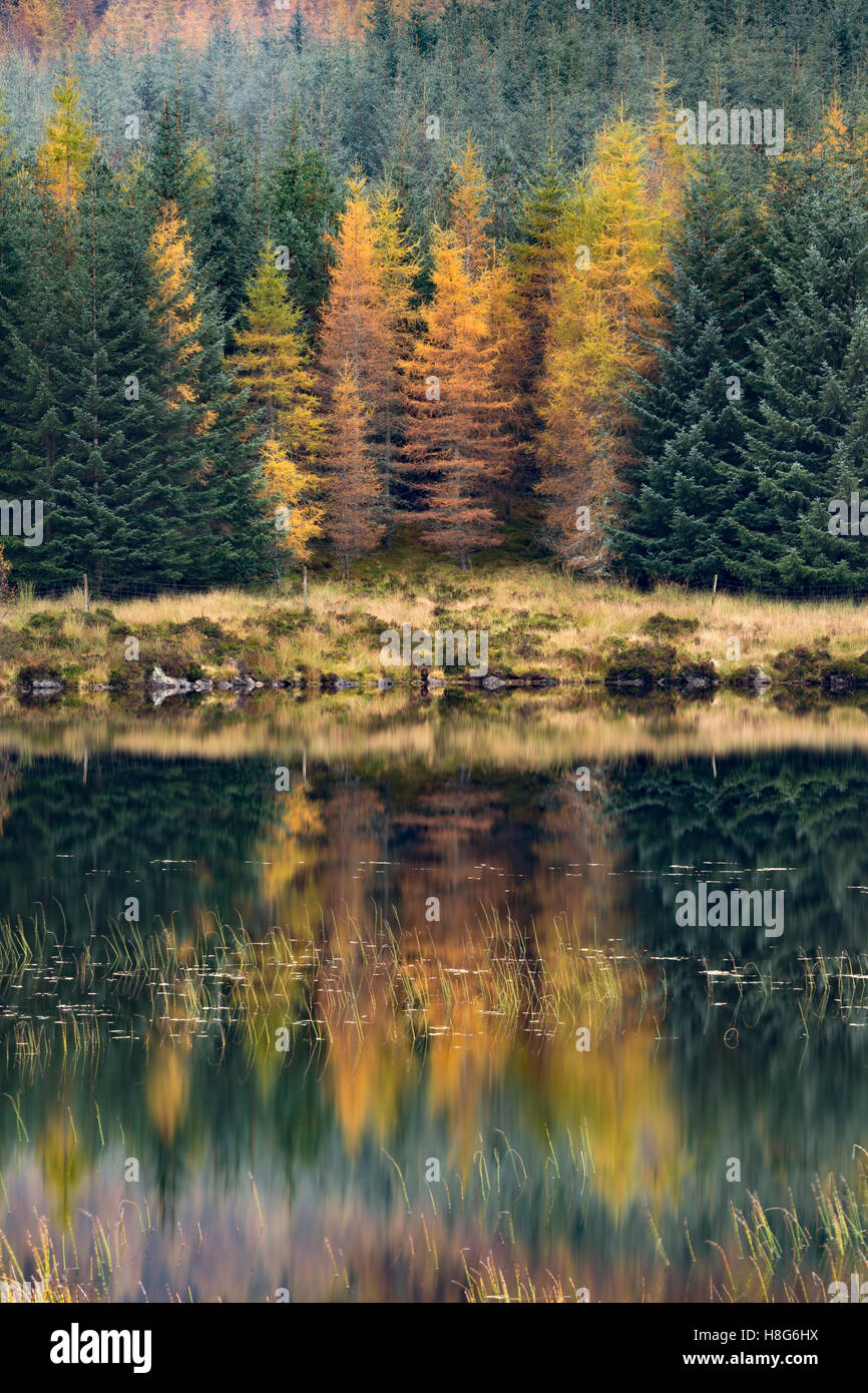 Loch na Creige, Perthshire, reflects the autumn colours of larch trees. Stock Photo