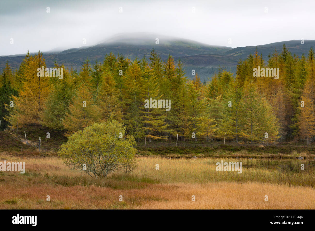 Larch trees in their Autumn colour line the shore of Loch na Creige, Perthshire, Scotland. Stock Photo