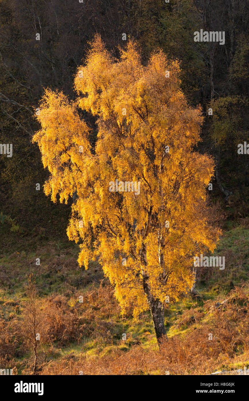 The Autumn leaves on a Silver Birch, Betula pendula glow in light from the sunrise. Stock Photo
