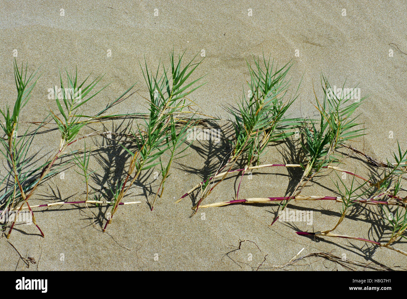 Sporobolus virginicus, the Seashore dropsead or Saltwater couch, a pioneer-plant in the sand dunes, family Poaceae Stock Photo