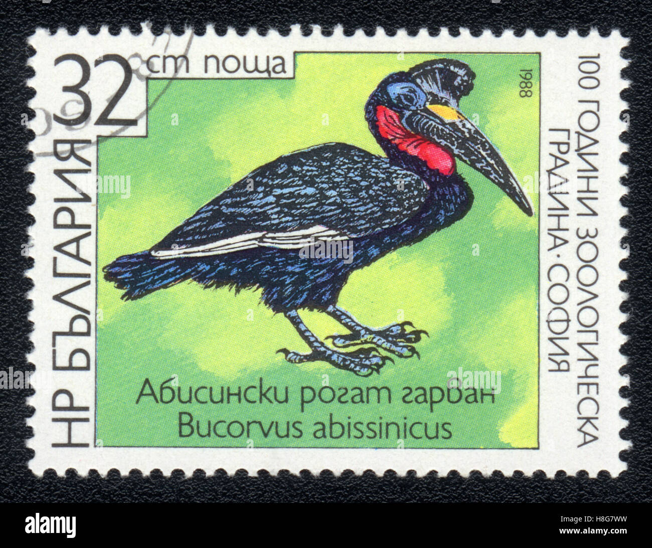A postage stamp printed in Bulgaria shows Abyssinian Ground Hornbill ,1988 Stock Photo
