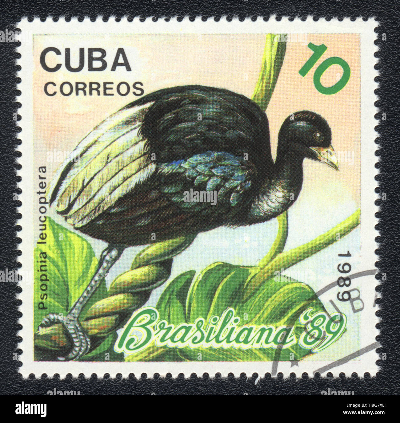 A postage stamp printed in CUBA shows a bird Pale-winged Trumpeter (psophia leucoptera) Psophiidae, 1989 Stock Photo